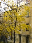 13 октября. На ковре из желтых листьев... Автор Татьяна Шепелева