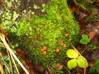 7 ноября. В опустевшем лесу. Живописная колония паразитов - грибов, мхов и лишайников. Автор Татьяна Шепелева