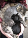 Муся со своими котятами. Автор Татьяна Шепелева