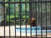 13 августа. В зоопарке ''Лимпопо''. Бурый медведь Балу. Автор Татьяна Шепелева