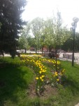 3 мая. Прогулка по майскому Белгороду. Автор Елена Булатова