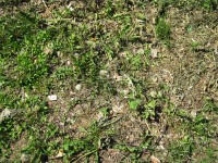 3 июня. Вот и лето пришло! Эту траву скосили еще в конце мая - зачем?!! Автор Татьяна Шепелева
