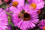 Пчелка-труженица. Автор Татьяна Шепелева
