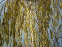 ''Весна. Сережки на берёзах''. Фото Яковлевой Г.В.