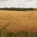 ''Поле, русское поле''. Фото Букашова Андрея