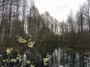 ''Заповедный квиз''. Апрель в Керженском заповеднике