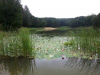 29 июля. Лотос в урочище Маршалково. Автор Елена Булатова, г. Белгород