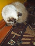 11 ноября. Кошки-мышки. Продолжение. Муся и мышонок. Автор Галина Васильевна Яковлева