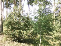 22 августа. По Нижегородчине. На Моховых Горах. Автор Елена Шарова