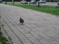 20 ноября. В Сормовском парке. Вразвалочку по мощеной дорожке... Автор Надежда Степанова