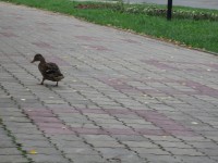 20 ноября. В Сормовском парке. Вразвалочку по мощеной дорожке... Автор Надежда Степанова