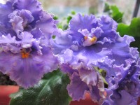 5 сентября. Как я люблю домашние цветы! Автор Галина Васильевна Яковлева 5 сентября. Как я люблю домашние цветы! Автор Галина Васильевна Яковлева
