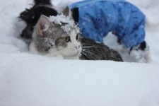 10 декабря. Международный день акций за принятие Декларации прав животных. Наши права охраняют наши любящие хозяева! Автор Ольга Шарова