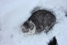 10 декабря. Международный день акций за принятие Декларации прав животных. Право на прогулку в дружеской компании. Автор Ольга Шарова
