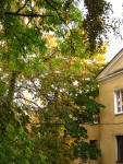 19 сентября. Вечер в осенних тонах. Автор Татьяна Шепелева