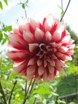 29 августа. Искры уходящего лета. Автор Марина Вашаткина