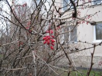 13 ноября. Ноябрьские контрасты. Плоды барбариса. Автор Татьяна Шепелева