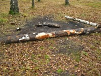 8 ноября. Пикник на обочине? Автор Татьяна Шепелева