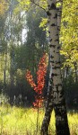 10 октября. Пышное природы увяданье... Автор Татьяна Шепелева