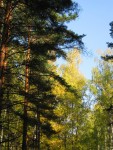 10 октября. Пышное природы увяданье... Автор Татьяна Шепелева