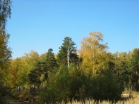 10 октября. Пышное природы увяданье... Автор Татьяна Шепелева