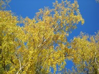 10 октября. Пышное природы увяданье... Автор Татьяна Шепелева