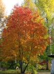 10 октября. Пышное природы увяданье... Автор Татьяна Шепелева