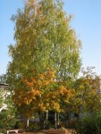 10 октября. Пышное природы увяданье... Автор Татьяна Шепелева