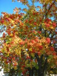10 октября. Пышное природы увяданье... Автор Татьяна Шепелева