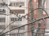 22 декабря. Летите, голуби, летите! В ожидании завтрака. Автор Татьяна Шепелева
