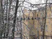 22 декабря. Летите, голуби, летите! В ожидании завтрака. Автор Татьяна Шепелева