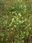 4 ноября. Солнечный куст. Автор Марина Вашаткина