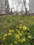 4 ноября. Солнечный куст. Автор Марина Вашаткина