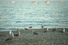 29 сентября. Всемирный день моря. Чёрное море у берегов Крыма. Автор Лариса Шумилина