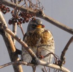 1 февраля. Дрозд-рябинник. Автор Татьяна Шепелева