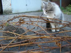 13 марта. Был котёнок любопытным. Автор Галина Ивановна Медяева, п. Шатки Нижегородской области