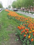 30 апреля. Почти Голландия! Автор Елена Булатова, г. Белгород