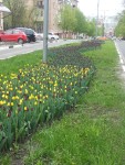 30 апреля. Почти Голландия! Автор Елена Булатова, г. Белгород