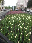 30 апреля. Почти Голландия! Автор Елена Булатова, г. Белгород