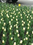 30 апреля. Почти Голландия! Автор Елена Булатова, г. Белгород