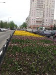 30 апреля. Почти Голландия! Автор Елена Булатова, г. Белгород