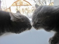 Шатковские ребята. Автор Владимир Мартемьянов, п. Шатки Нижегородской области