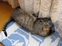 20 января. Я морозов не боюсь - к батарее я прижмусь! Автор Татьяна Шепелева