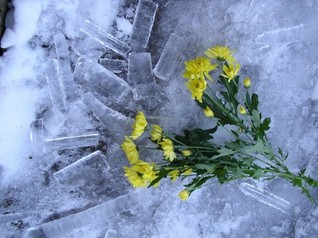 28 февраля. ''Цветы на льду.'' Автор Галина Ивановна Медяева, п. Шатки Нижегородской области