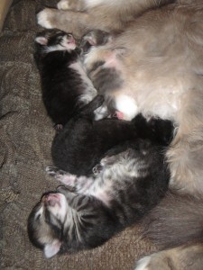 4 апреля. ''А у нас сегодня кошка родила вчера котят''. Новые жители планеты