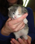 15 апреля. Нам 19 дней! Маленькие котята в библиотеке им. А.Н. Островского ищут хозяев
