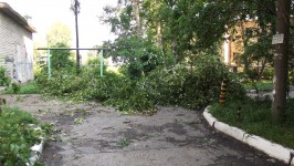 28 июня. Стихийное бедствие. Старый, поваленный порывистым ветром тополь. Автор Татьяна Шепелева