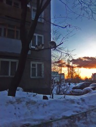 11 января. Вид - кот, подвид - зимующий. Автор Марина Вашаткина