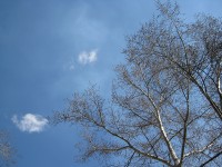24 апреля. Апрель-художник. Автор Татьяна Шепелева