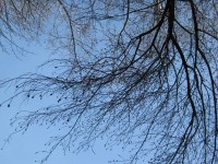 24 апреля. Апрель-художник. Автор Татьяна Шепелева